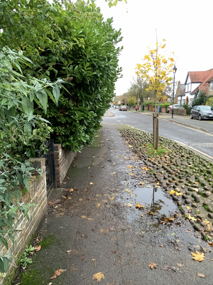 Image courtesy of Eton & Castle Lib Dems Windsor Eton Castle Vansittart Road Overgrown hedge
